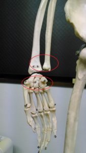 手首の関節模型