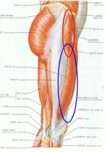 外側広筋と大腿筋膜張筋