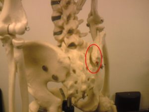 骨盤の靭帯　骨間仙腸関節靭帯