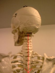首の骨格模型