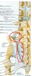 仙腸関節の靭帯